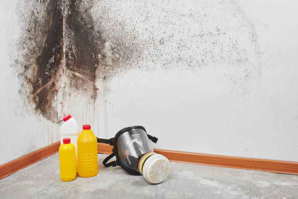 Best Best Mold Removal Companies  in Saxonburg, PA