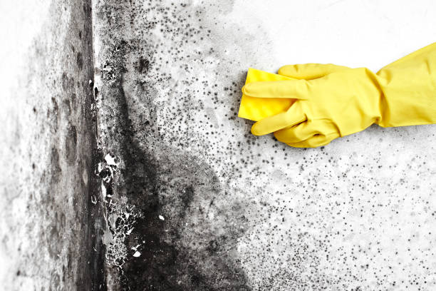 Best Mold Remediation  in Saxonburg, PA