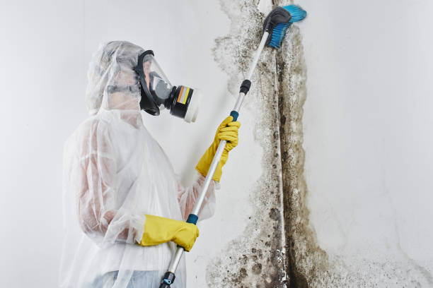 Best Best Mold Removal Companies  in Saxonburg, PA