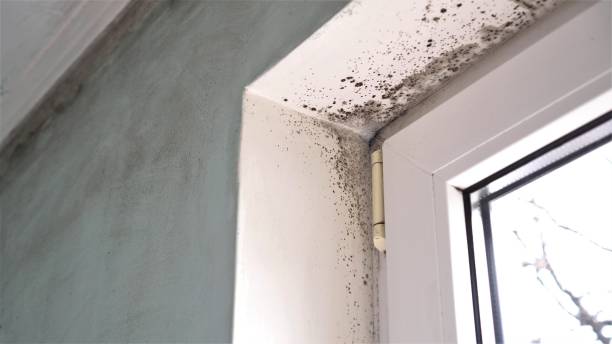 Best Office Mold Removal Services  in Saxonburg, PA