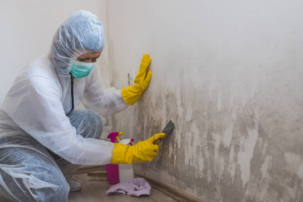 Best Attic Mold Removal  in Saxonburg, PA