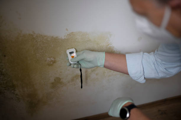 Best Commercial Mold Removal  in Saxonburg, PA