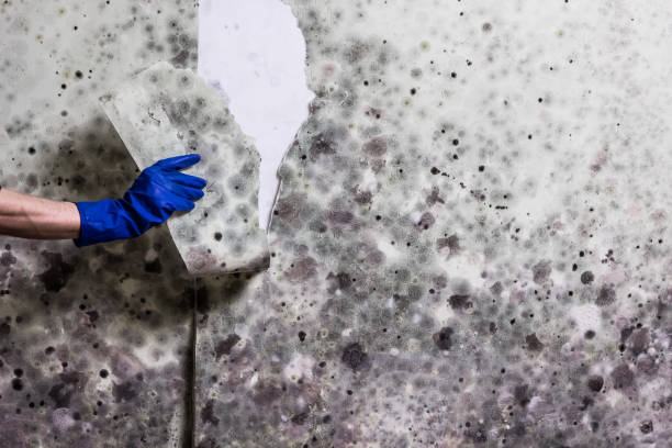 Best Water Damage Restoration  in Saxonburg, PA