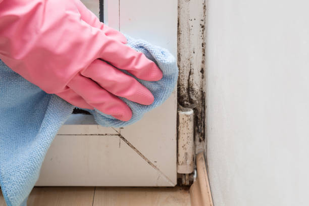 Best Attic Mold Removal  in Saxonburg, PA