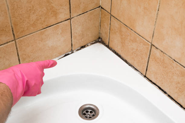 Professional Mold Removal in Saxonburg, PA